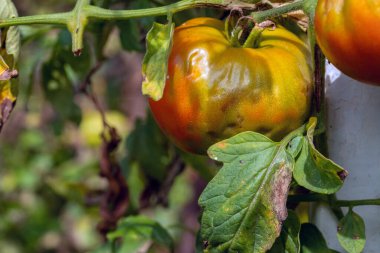 Geç tahribattan etkilenen olgun domatesler. Phytophthora Infestans. Seçici odak.