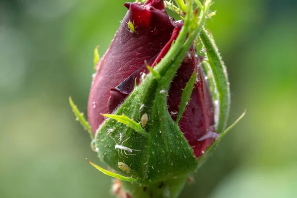장미꽃의 진딧물입니다 식물의 빨아먹는 선택적 — 스톡 사진