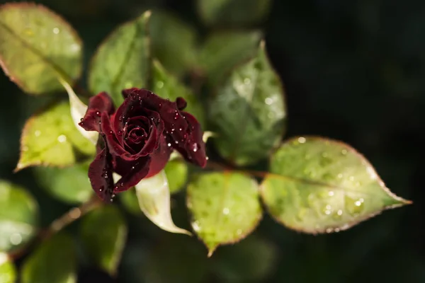 Blossomed Rosebud Black Magic Variety Drops Rain Blurry Dark Natural — Stock Photo, Image