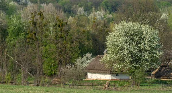Une Vieille Maison Rurale Sous Toit Chaume Près Des Arbres — Photo