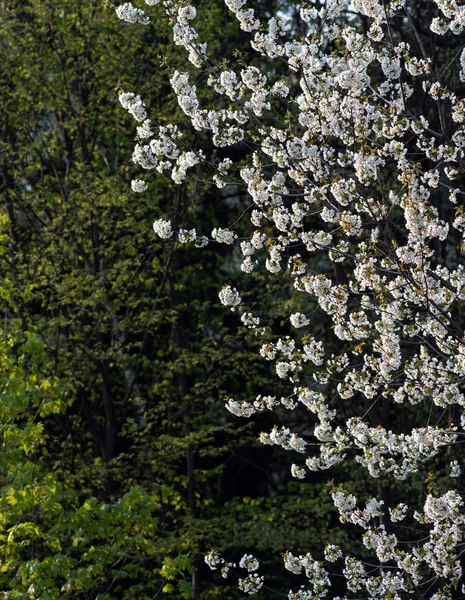 Blommande Fruktträd Bakgrund Ett Träd Med Gröna Blad Selektiv Inriktning — Stockfoto