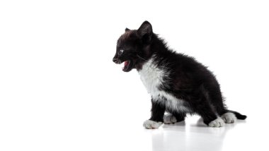 Küçük tüylü siyah beyaz kedi yavrusu miyavlıyor. Profil portresi. Beyaz arkaplanda izole.