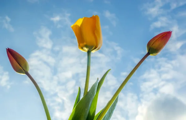 Buquê Três Tulipas Com Botões Iluminados Pelo Sol Contra Céu — Fotografia de Stock