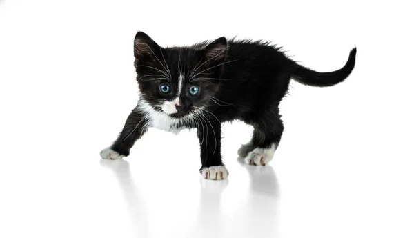 Küçük Pofuduk Siyah Beyaz Kedi Yavrusu Bacakları Ayrık Beyaz Arkaplanda — Stok fotoğraf