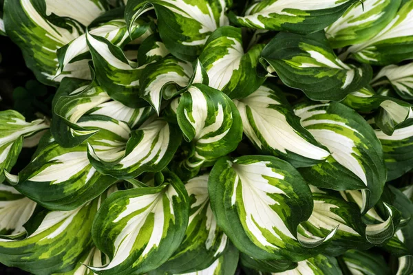 Hosta yapraklarının dokusu. Doğal çiçekli süs. Seçici odak.