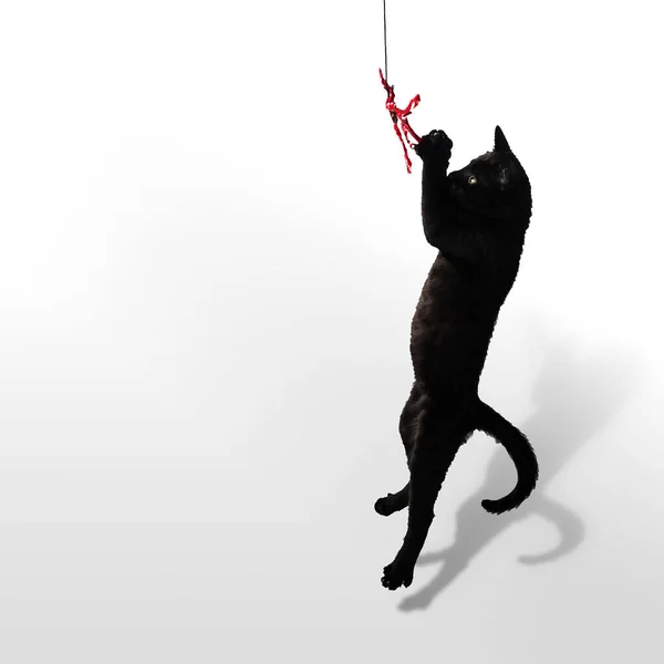 Zwart Katje Springt Naar Het Speeltje Met Een Rood Lint — Stockfoto