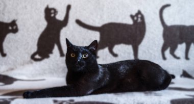 Kara kedi bulanık kedi siluetinin arka planında yatıyor. Seçici odak.