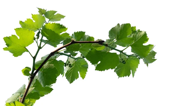 Jonge Wijnstok Met Druiven Eierstok Geïsoleerd Een Witte Achtergrond — Stockfoto