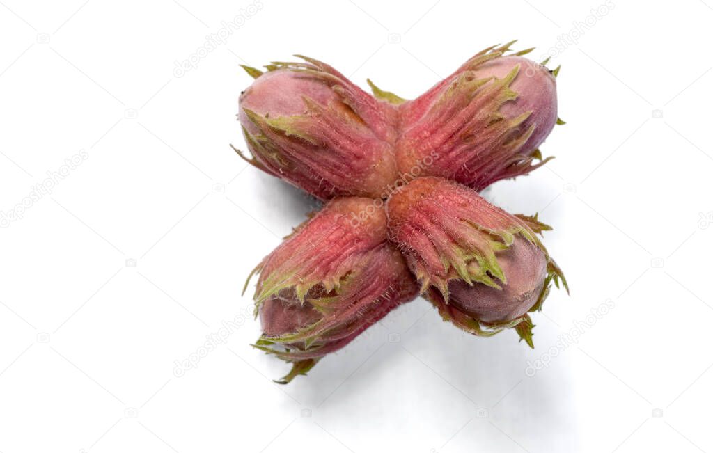 A bunch of young hazel nuts. Isolated on a white background.