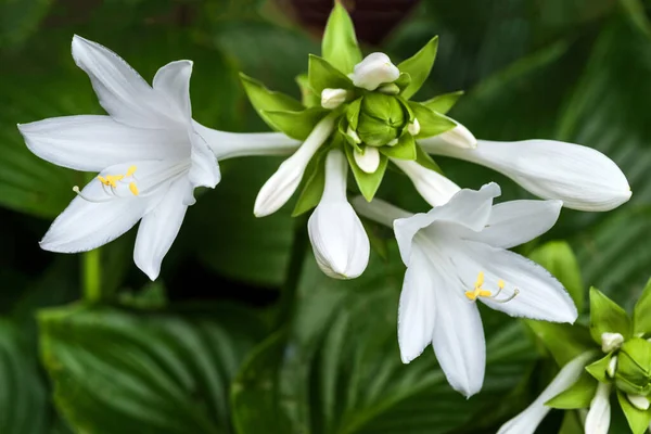 Los Arbustos Hosta Florecientes Una Las Variedades Planta Hosta Enfoque —  Fotos de Stock