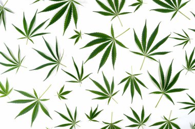 Beyaz arka planda izole edilmiş doğal kenevir yaprakları deseni. 