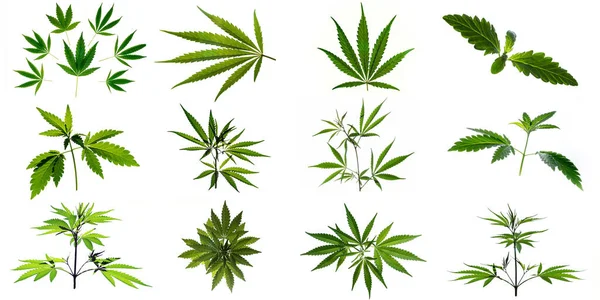 Képek Növényekről Kannabiszlevelekről Fehér Alapon Elszigetelve — Stock Fotó