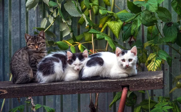 Три Вироджені Кошенята Лежать Лавці Саду — стокове фото