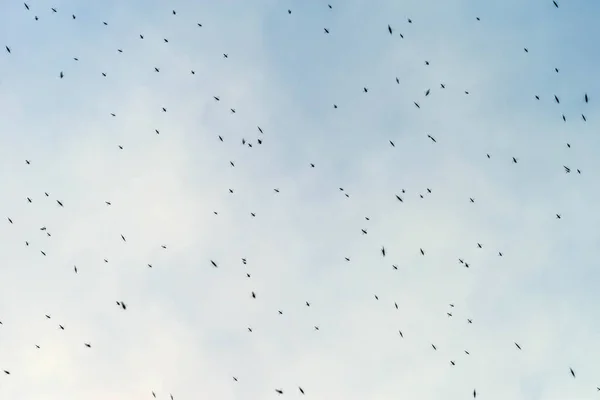 Enxame Mosquitos Contra Céu Azul Foco Seletivo — Fotografia de Stock