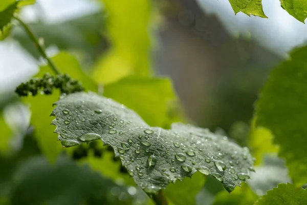 Grape Plant Leaf Water Drops Rain Selective Focus — Stock Photo, Image