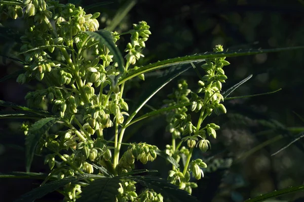 Pianta Fiorita Cannabis Illuminata Sole Luminoso Uno Sfondo Scuro Focus — Foto Stock