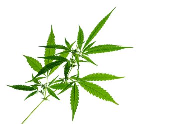 Beyaz arka planda izole edilmiş parlak ışıklı kenevir bitkisi. Seçici odak.  