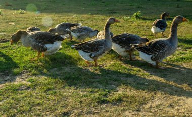 Yazın çayırda bir kaz sürüsü. Seçici odak. 