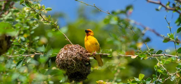 Östlicher Goldweber Singt Der Nähe Des Nestes Selektiver Fokus Panoramafoto — Stockfoto