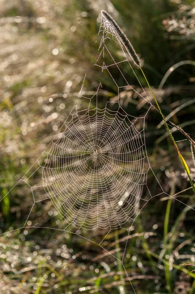 Spider Web Dew Drops Spider Middle — Stock Photo, Image