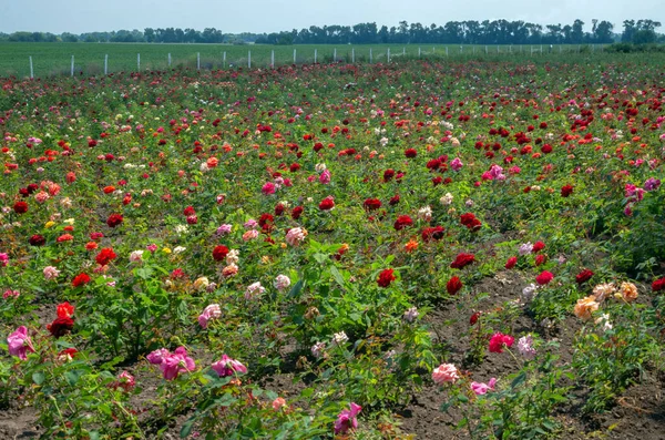 Plantation of roses in the middle of the field. The cultivation of various varieties of roses.