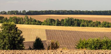 Hasattan sonra tepelerdeki tarlalar. Mavi gökyüzü manzarası. Seçici odak.