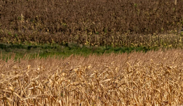 Trockenes Maisfeld Vor Der Ernte Selektiver Fokus — Stockfoto