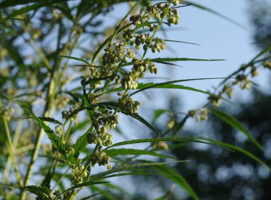 Bulanık doğal bir arka planda kenevir bitkisinin olgun tohumları. Seçici odak.
