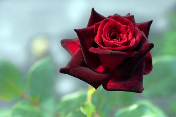 Kwitnąca Czarna Magia Róża Rozmytym Naturalnym Tle Skupienie Selektywne — Zdjęcie stockowe