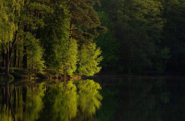 Gölün yakınındaki ormanda muhteşem bir gün doğumu. Ormandaki göl.