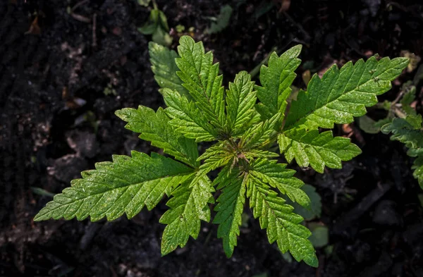 Jovem Planta Cannabis Fundo Solo Foco Seletivo — Fotografia de Stock