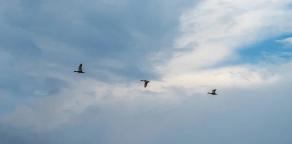 A flock of three ducks flies against the sky with clouds. — Stock Image Flock Three Ducks Flies Sky Clouds Stock Image