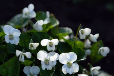 Beyaz menekşeler güneş tarafından aydınlatılır..
