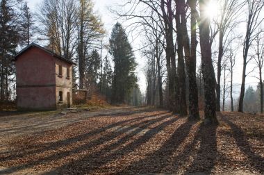 sonbahar ormanda