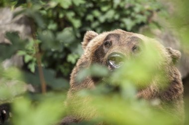 Innsbruck hayvanat bahçesinde ayı