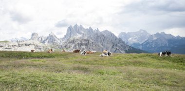 damızlık inek Alpler üzerinde yüksek dağlarda.
