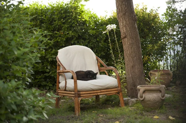 Черный кот присел на кресло — стоковое фото