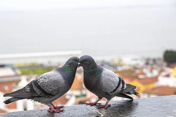Pencere kenarında flört eden iki güvercin. Aşk konsepti.