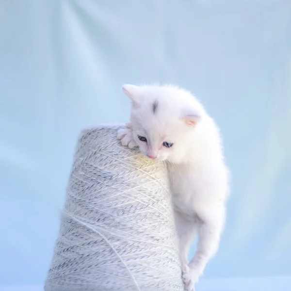 Chaton blanc tendre et moelleux joue avec une boule de fil — Photo