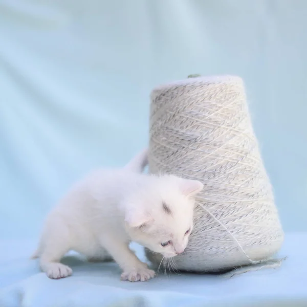 Нежный и пушистый белый котенок играет с клубком пряжи — стоковое фото