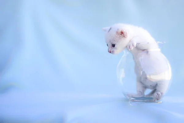 Ładny i zabawny, biały kotek gra wewnątrz przezroczystego wazonu — Zdjęcie stockowe