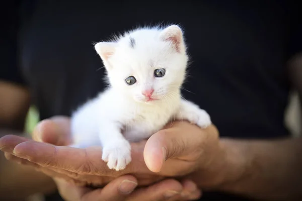 Gatito blanco tierno y esponjoso enclavado en las manos.Concepto de protección de los más débiles — Foto de Stock