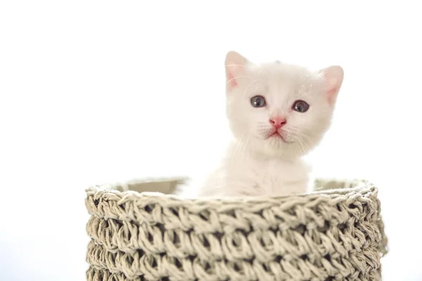 Érzékeny és bolyhos fehér cica a kosárban — Stock Fotó
