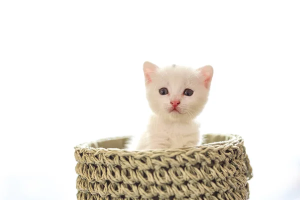 Нежный и пушистый белый котенок внутри корзины — стоковое фото