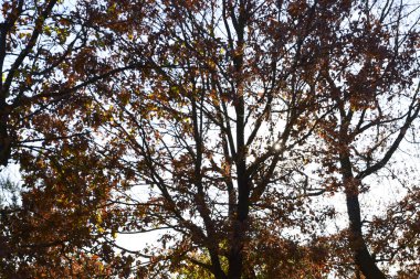 Sonbaharda yapraklar güneş ışığıyla kesişir.