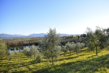 Gün batımında bir grup genç zeytin ağacı. Umbria İtalya
