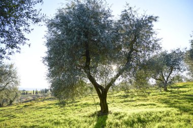 Gün batımının ışığında zeytin ağacı. Umbria İtalya