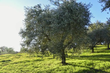 Gün batımının ışığında zeytin ağacı. Umbria İtalya