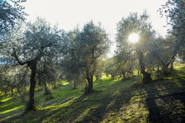 Gün batımında bir grup zeytin ağacı. Umbria İtalya