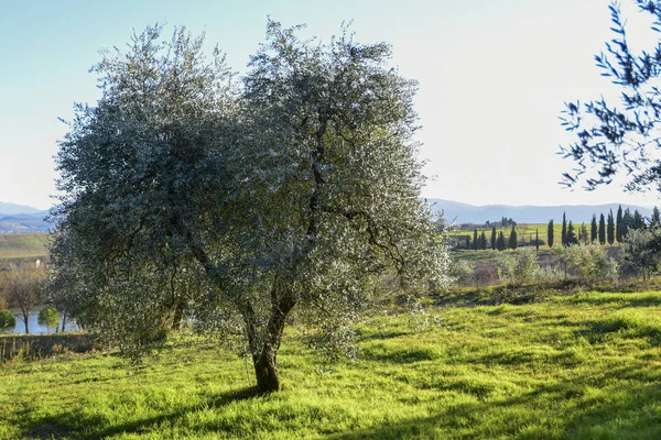 Oliveira à luz do pôr do sol. Úmbria Itália — Fotografia de Stock